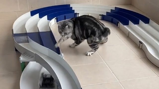 看给猫急的，什么耗子跑这么快