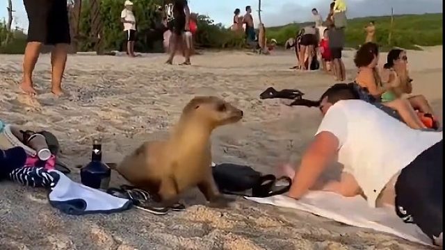 朋友正在沙滩上休息被动物吓一跳