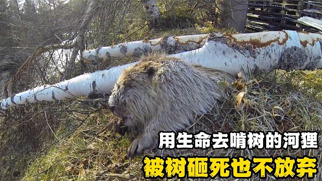 动物界的“光头强，一年要啃断400多棵大树，被树砸死也不放弃！