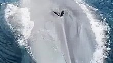 航拍海面之下庞大的鲸鱼身躯，给人以震撼！