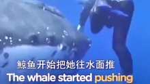 鲸鱼鲨口救人，一路用鱼鳍将科学家顶出海面。
