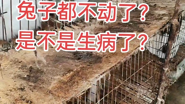 兔子白天休息，晚上活动