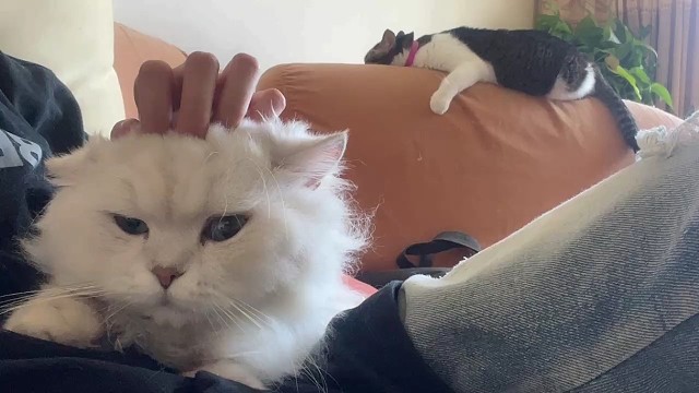 我跟小喵一样乖