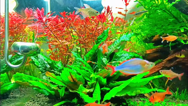 希望今年年年有余吧