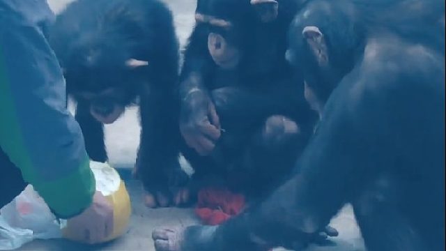 最右边这个识货，那柚子才多钱一斤啊，我就干车厘子