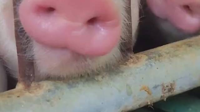 每个人喜欢猪的方式不一样，我喜欢卤的