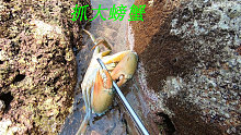 大海退潮以后，阿平来到废弃的鲍鱼水井旁抓了一只大螃蟹