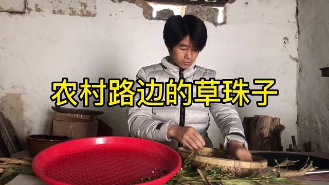 农村路边的草珠子