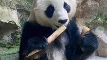 中午要好好吃饭哟～#国宝不愧是国宝 #熊猫的可爱视频 #来这吸熊猫 #祝大家2023年兔年大吉 #国