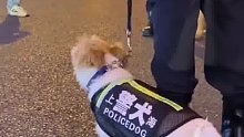 街头 一只小巧可爱的警犬引路人关注。 网友：别看它小，这可是缉毒王牌犬