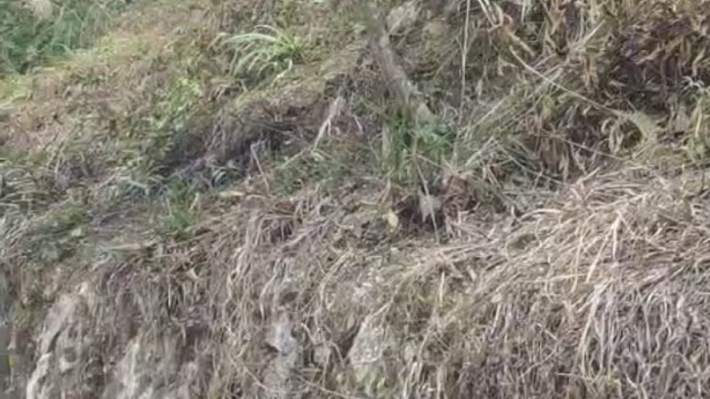 斗鸡编。看到最后谁赢