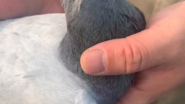 这样的见过没头上有芯片