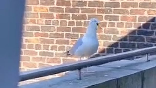 海鸥成功被狗子带偏