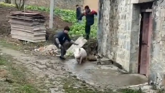 村里几位90后小伙跃跃欲试抓年猪，从屋后到屋前愣是没逮住