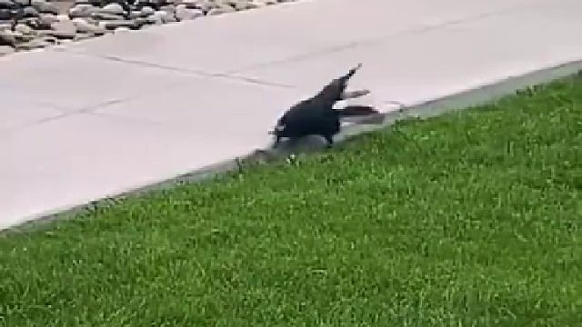 尾巴原来全是炸毛才这么大