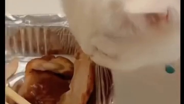 看我这么可爱吃块肉肉