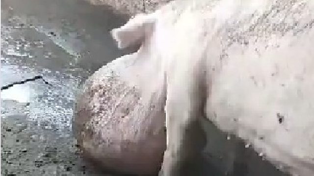 长了个那么大的瘤子