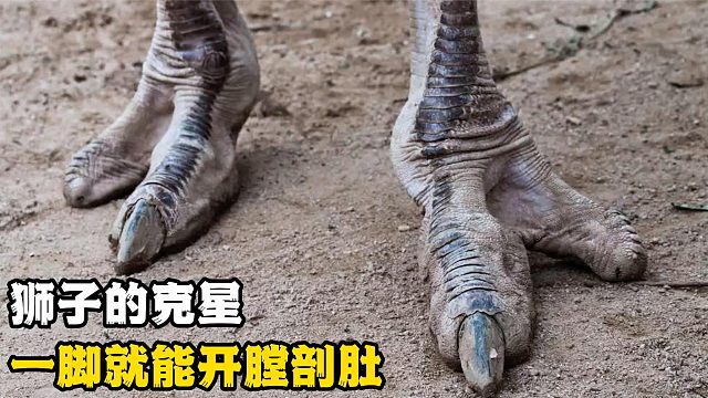 它是狮子的的克星，身高3米却吃素，一脚就能将狮子“踢爆”！