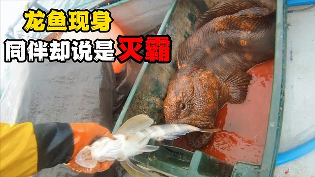 男人出海捕捉到“龙鱼”，同伴：龙你个大头鬼啊，这是“灭霸”！