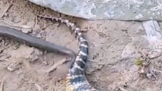 怎么跟我书上学的不一样！它的蛋壳呢？