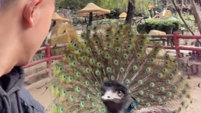 它不光鼻孔瞪你，它还嘲笑你