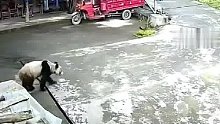 野生大熊猫悠闲路过居民家门口