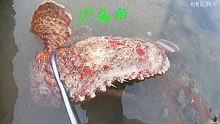 阿平赶海抓了一条虎头鱼，还笑着说道这下可以换十斤五花肉了