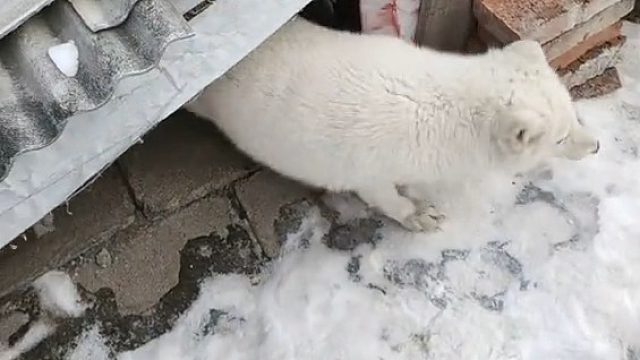 大鹅不是村头一霸吗，竟然然被狐狸咬脖了