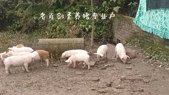老肖养猪专业户