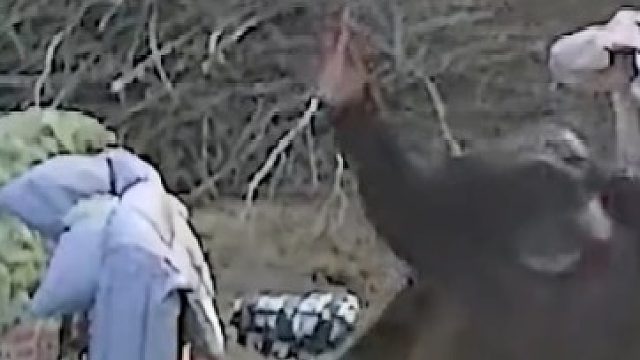 大爷醉酒后门口炫舞跳两下转两圈，邻居：大爷已经没事了