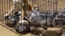 主人接回新狗原住猫隔笼掏光狗粮