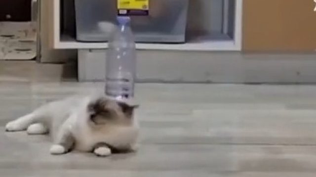 这猫一看就是练家子