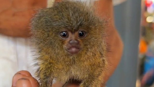 亚马逊雨林 保护野生动物人人有责