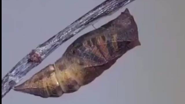 破茧成蝶，寓意你将苦尽甘来！