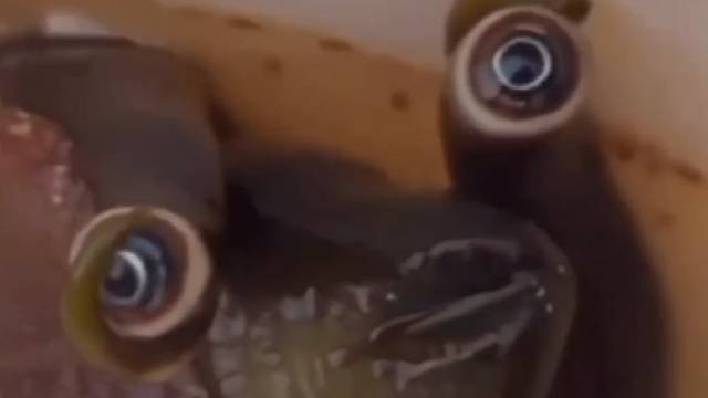 像是寄生兽海螺的眼睛