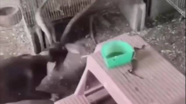 猛犬咬死一条蛇