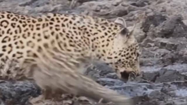 原来是河马的地盘，花豹看着鲶鱼只能走开了