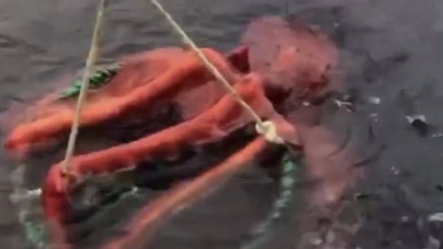 一只大章鱼和渔民抢食，抱着不放