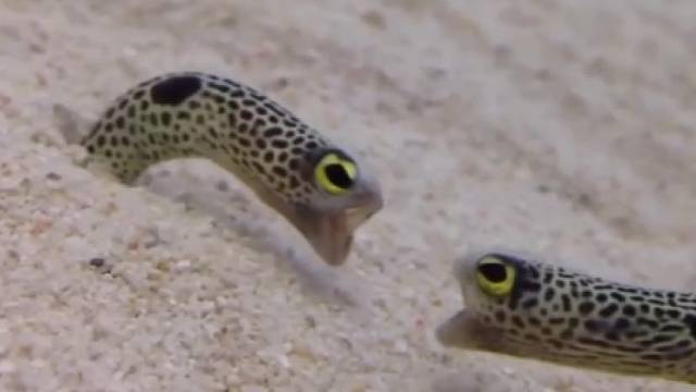 两条花园鳗在骂架