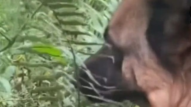 这狗太聪明了，生病还知道吃啥草药