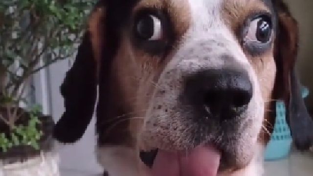 狗：你听说过我的故事吗