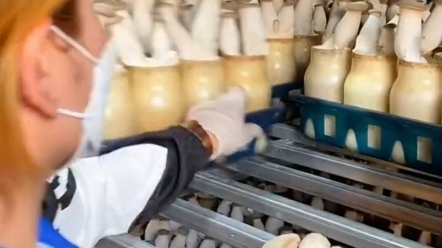 原来杏鲍菇是养在瓶子里的采收很解压