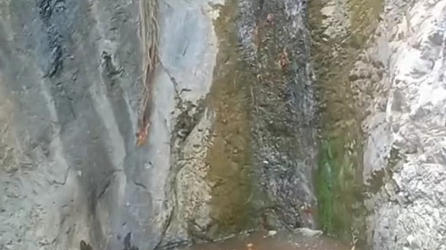 大猪小猪落玉盘