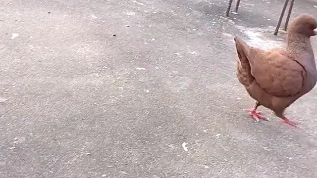 这是什么品种？