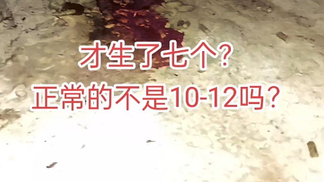 今晚母兔生小兔一窝，要不要请一桌？