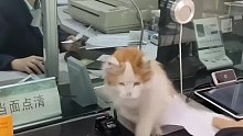 顾客在银行办理业务突然窗口钻出一只猫，银行回应：不挠人，养两天捉老鼠