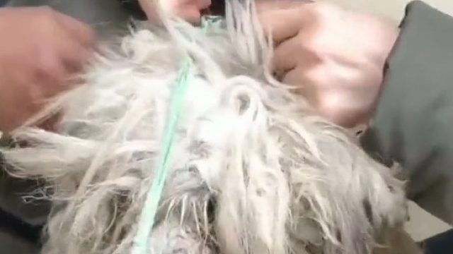 天气冷了，你身边的流浪狗狗还好吗？伸出援手给这些无家可归的毛孩子一个家