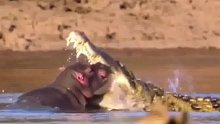 鳄鱼捕杀小河马，快长大吧，这样你才可以成为河中一霸