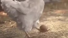 鸡在屋顶生蛋滚下去了