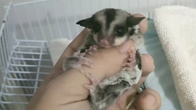 没办法，没钱了，只能靠他了